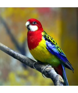 Eastern Rosella (Platycercus eximius)